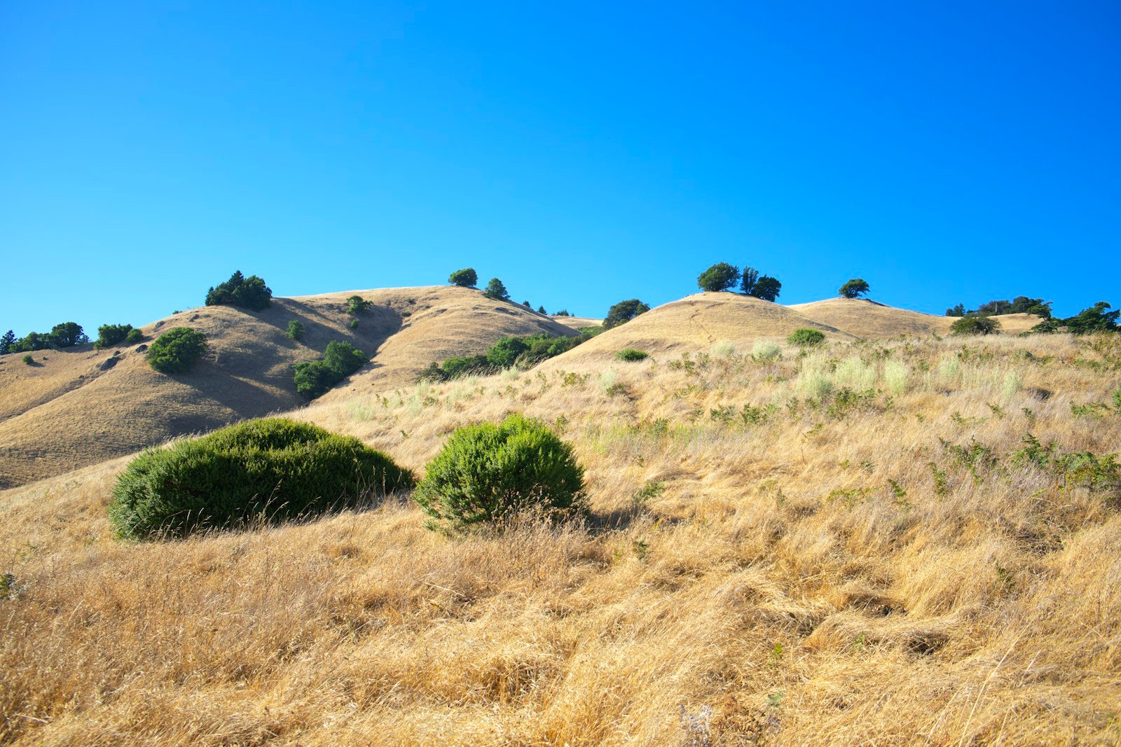 Dry golden grass hillside with scattered scrub, representative of the Alpine, CA backcountry