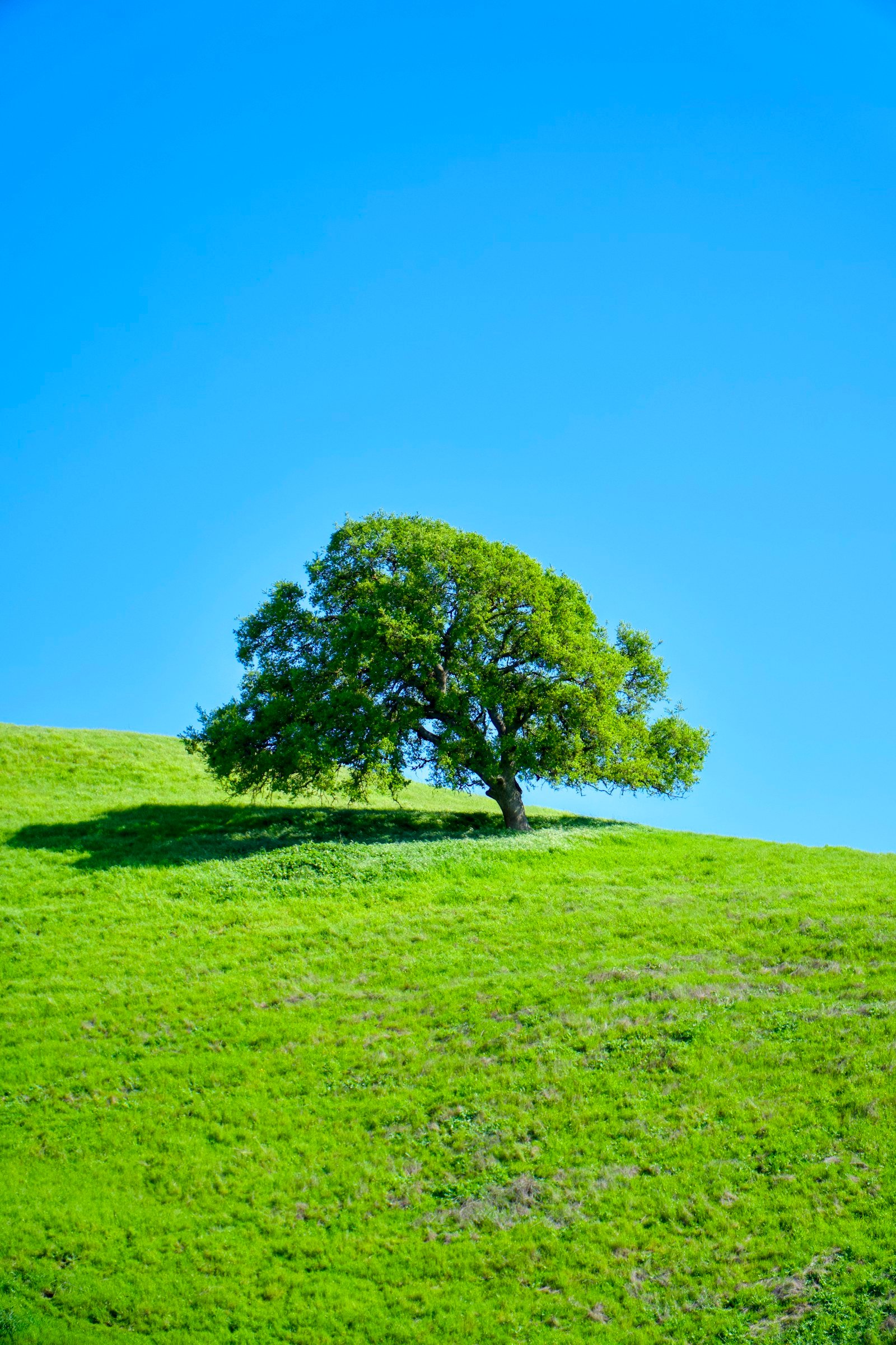 A single oak tree on a grassy hillside under a clear sky, representative of the Alpine, CA area