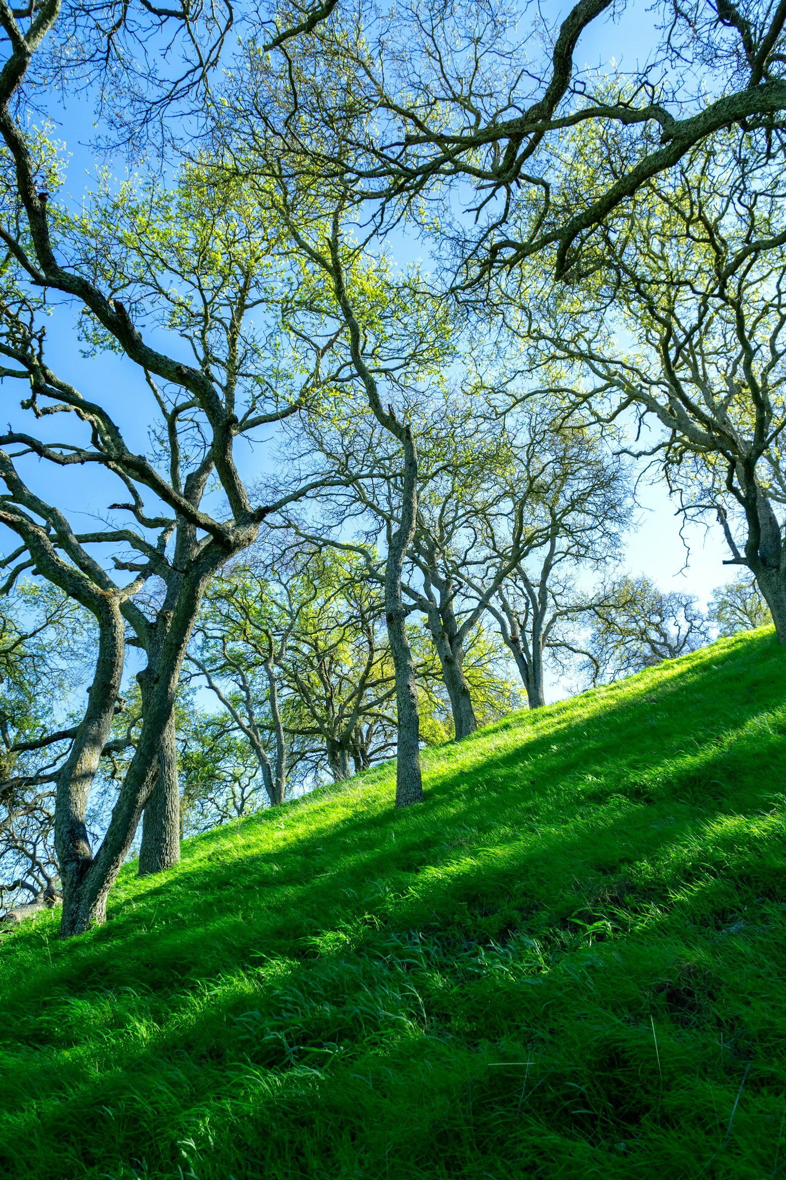 Oak trees on a grassy hillside in backlight, representative of the East County San Diego landscape